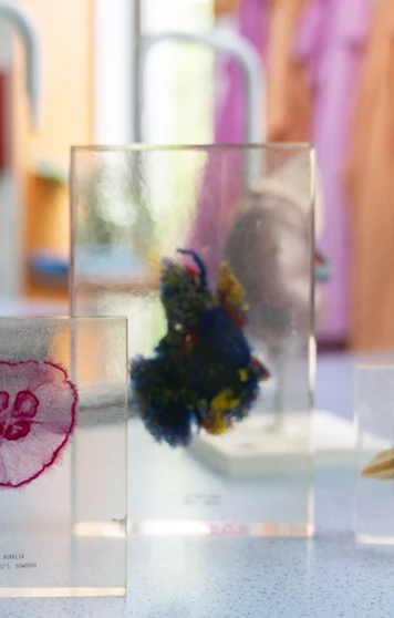 A row of preserved biological specimens in clear blocks sits on a lab bench, with a colourful heart model and bright lab coats in the background—science class is in session and full of curiosity A row of preserved biological specimens in clear blocks sits on a lab bench, with a colourful heart model and bright lab coats in the background—science class is in session and full of curiosity